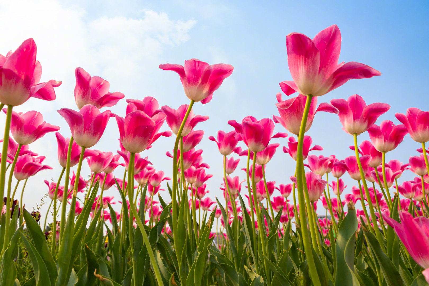 郁金香高雅脱俗清新隽永是一款具有高贵神秘气质的鲜花