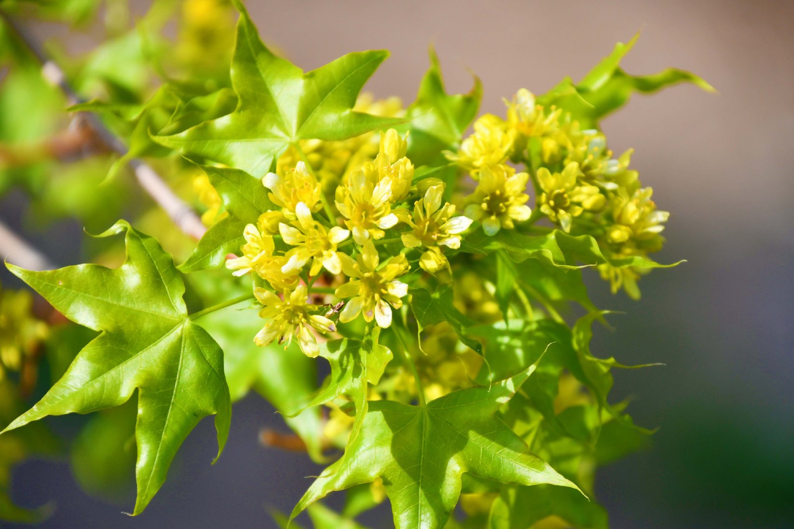 五角枫树花,原创拍摄_新浪新闻