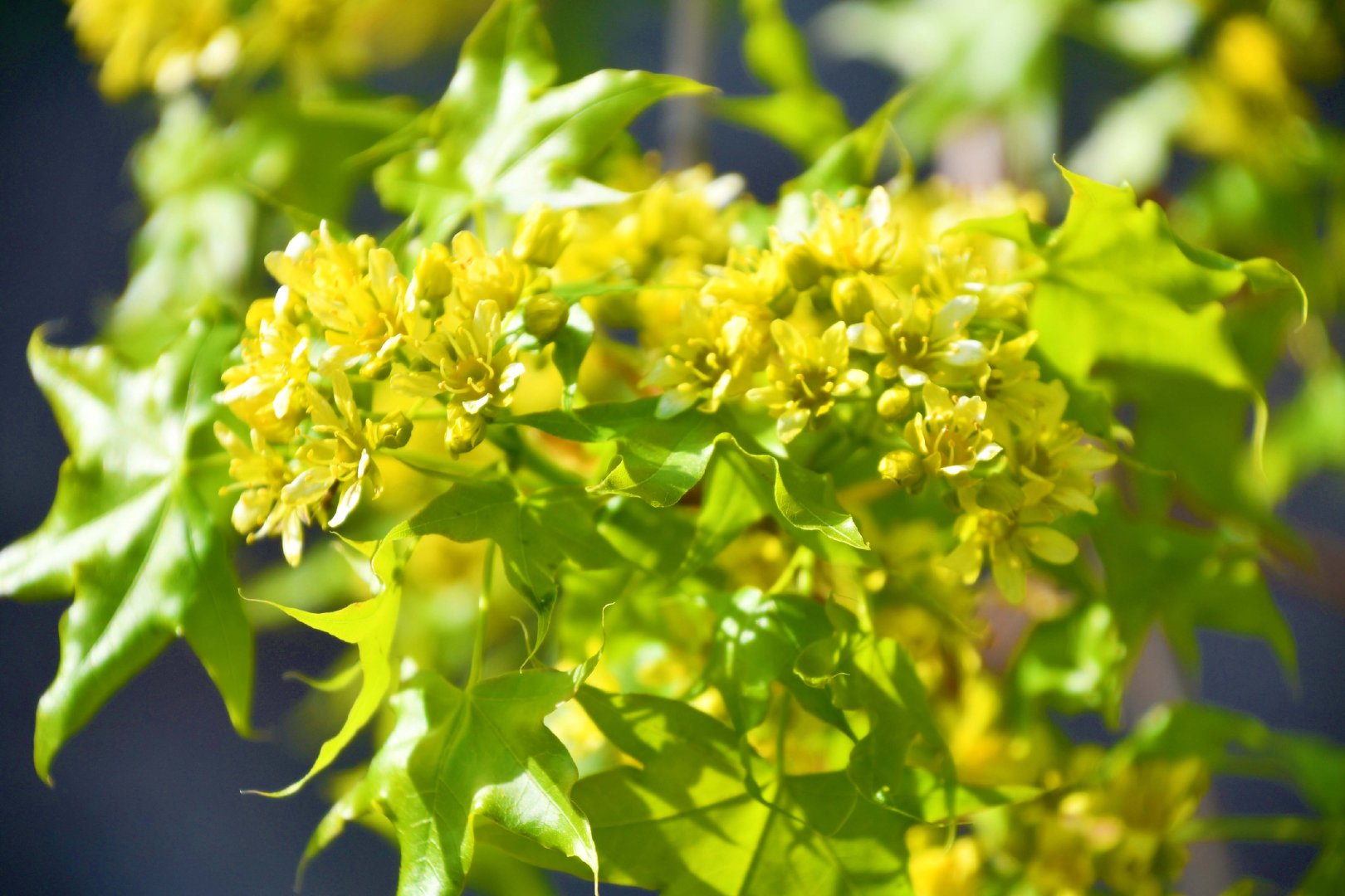 五角枫树花,原创拍摄_新浪新闻