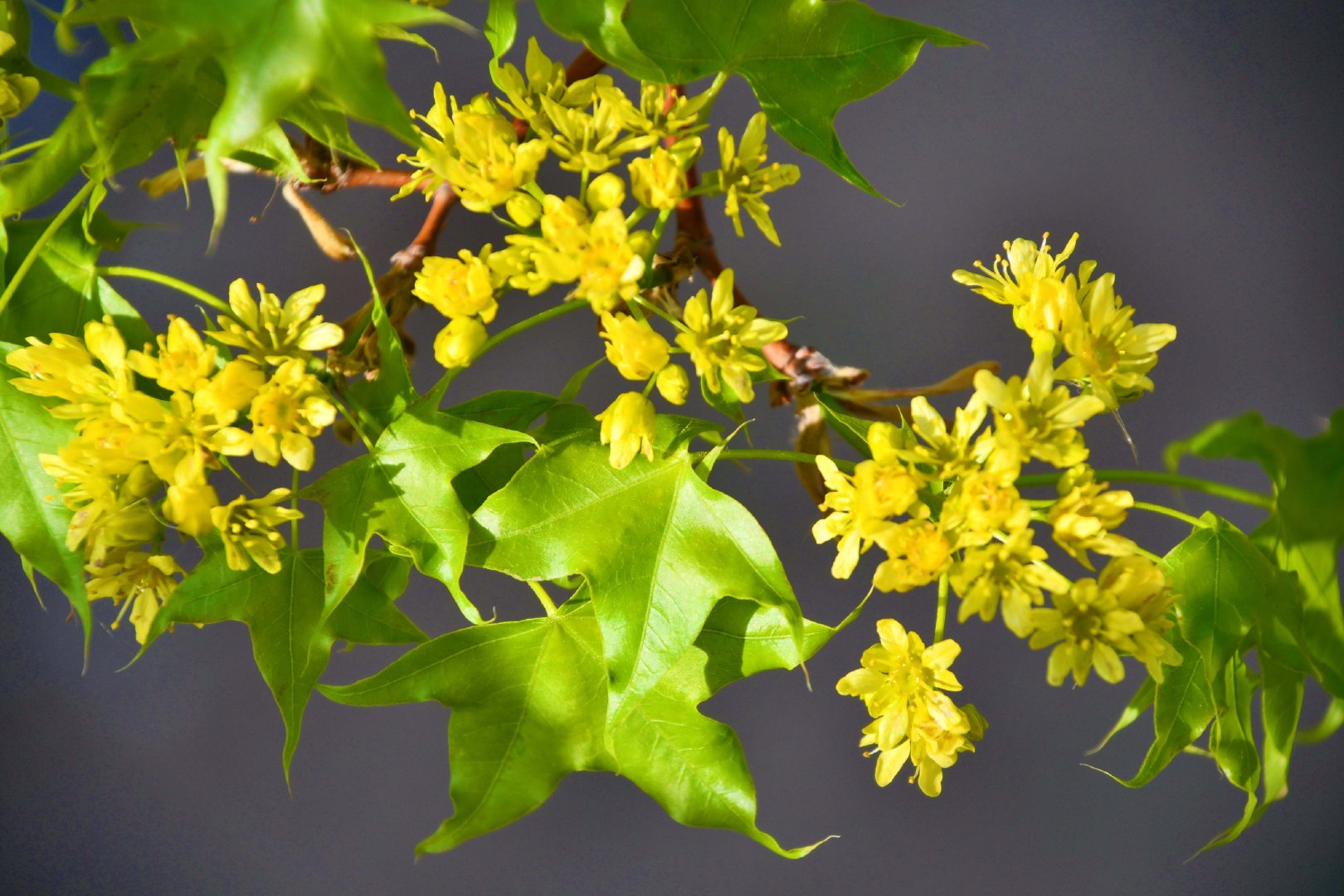 五角枫树花,原创拍摄_新浪新闻
