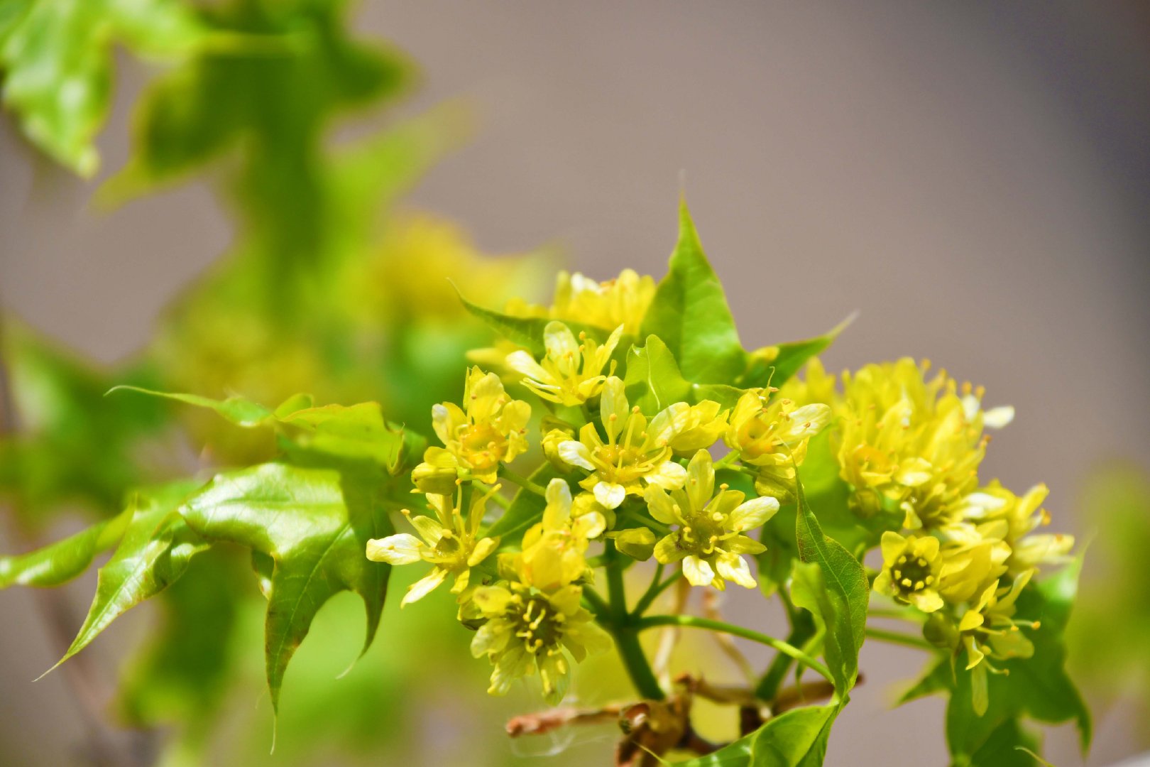 五角枫树花,原创拍摄_新浪新闻