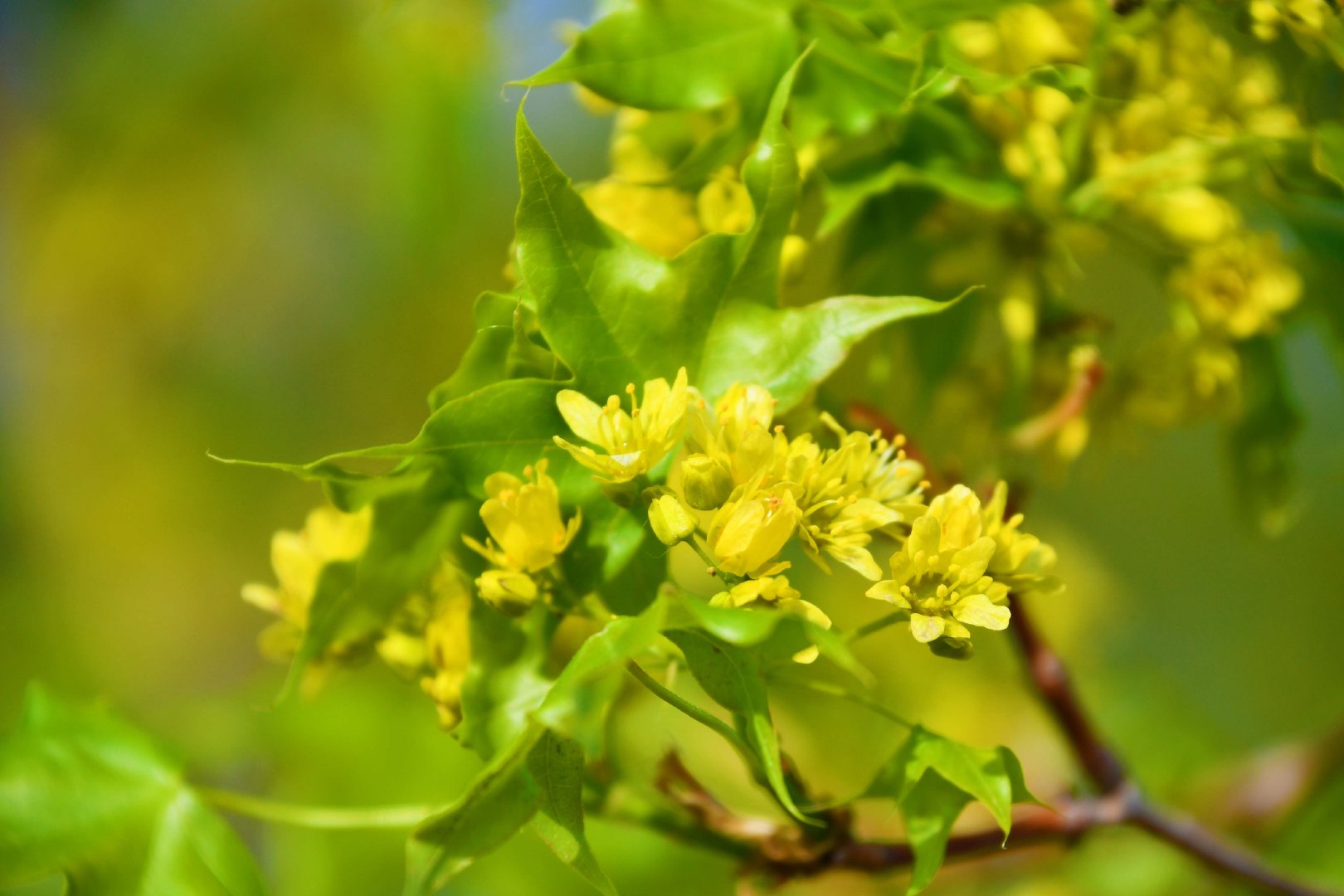 五角枫树花,原创拍摄_新浪新闻