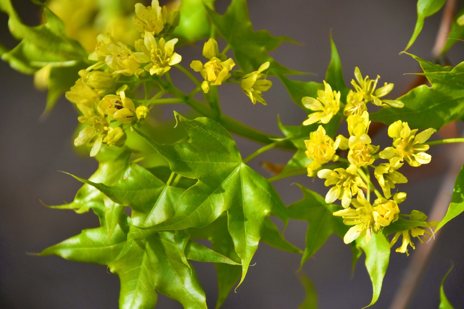五角枫树花,原创拍摄_新浪新闻