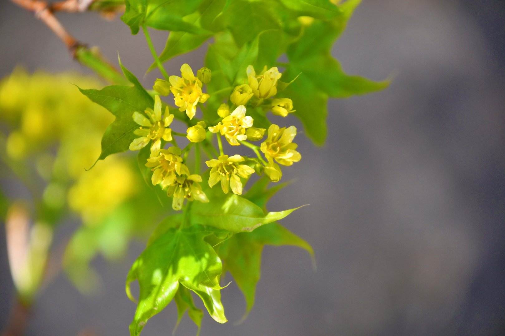 五角枫树花,原创拍摄_新浪新闻