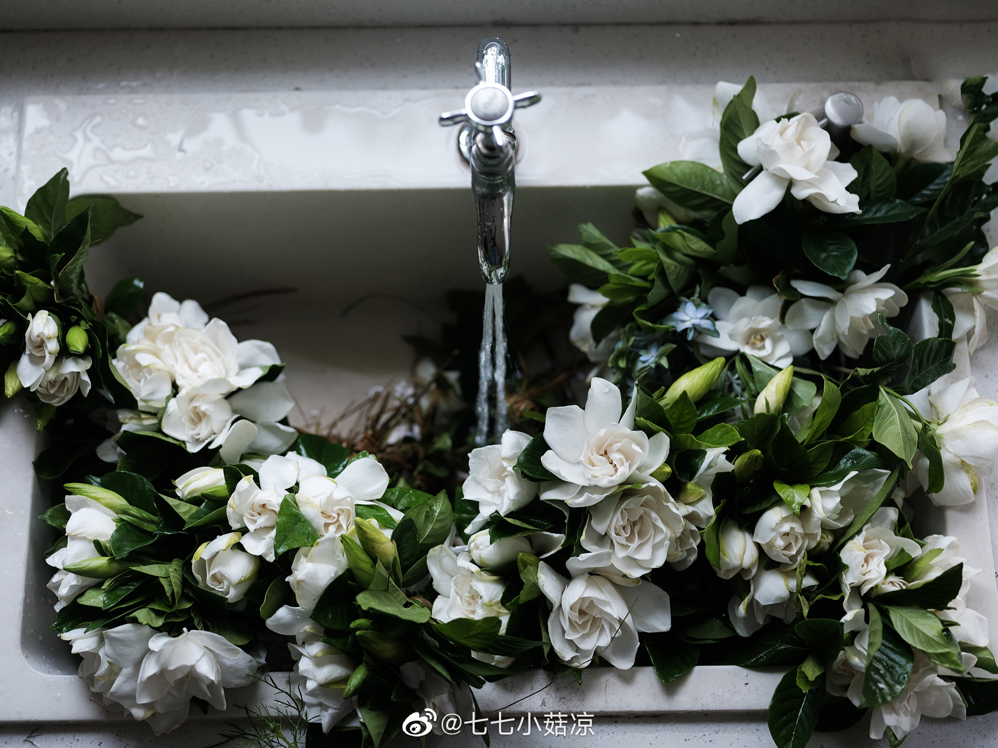 新暑六月 栀香四溢 清晨去花市买上四五扎