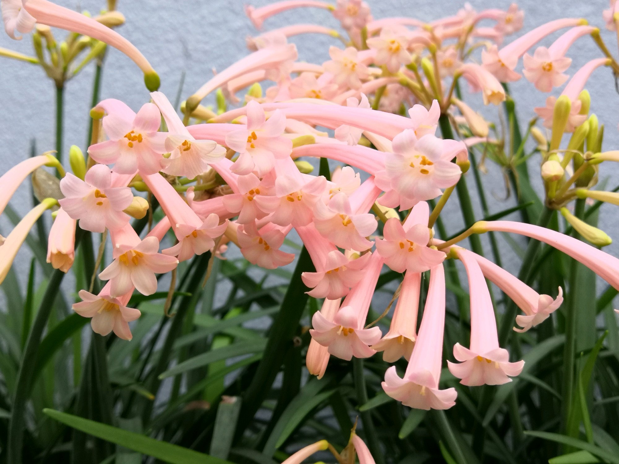 冬天适合养垂筒花耐寒好养活开花早花香浓很值得拥有