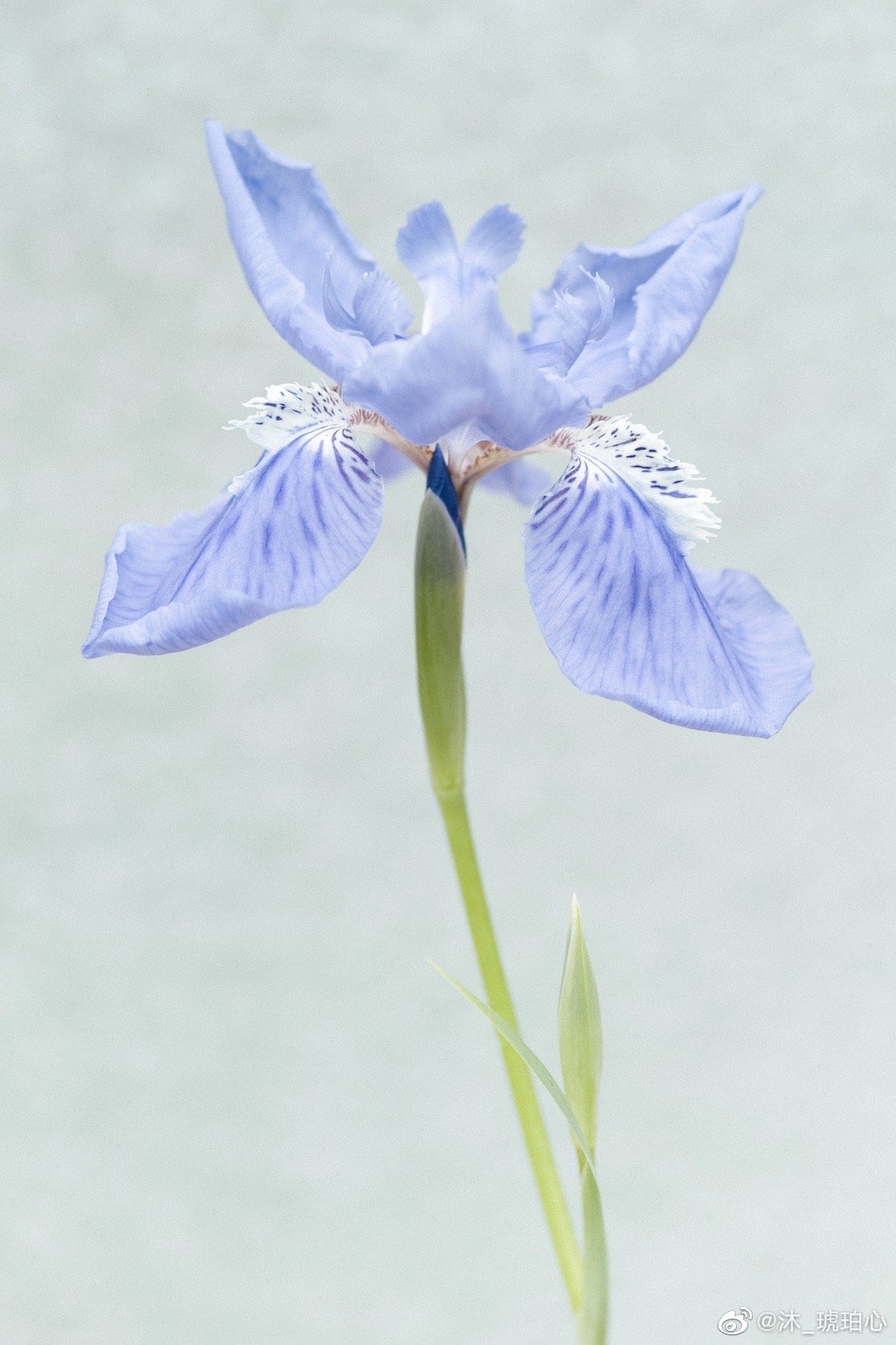 好友送的鸢尾花今年长势极好还有好多花苞慢慢欣赏