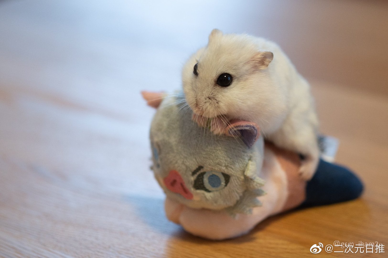 仓鼠和猪猪是好朋友了