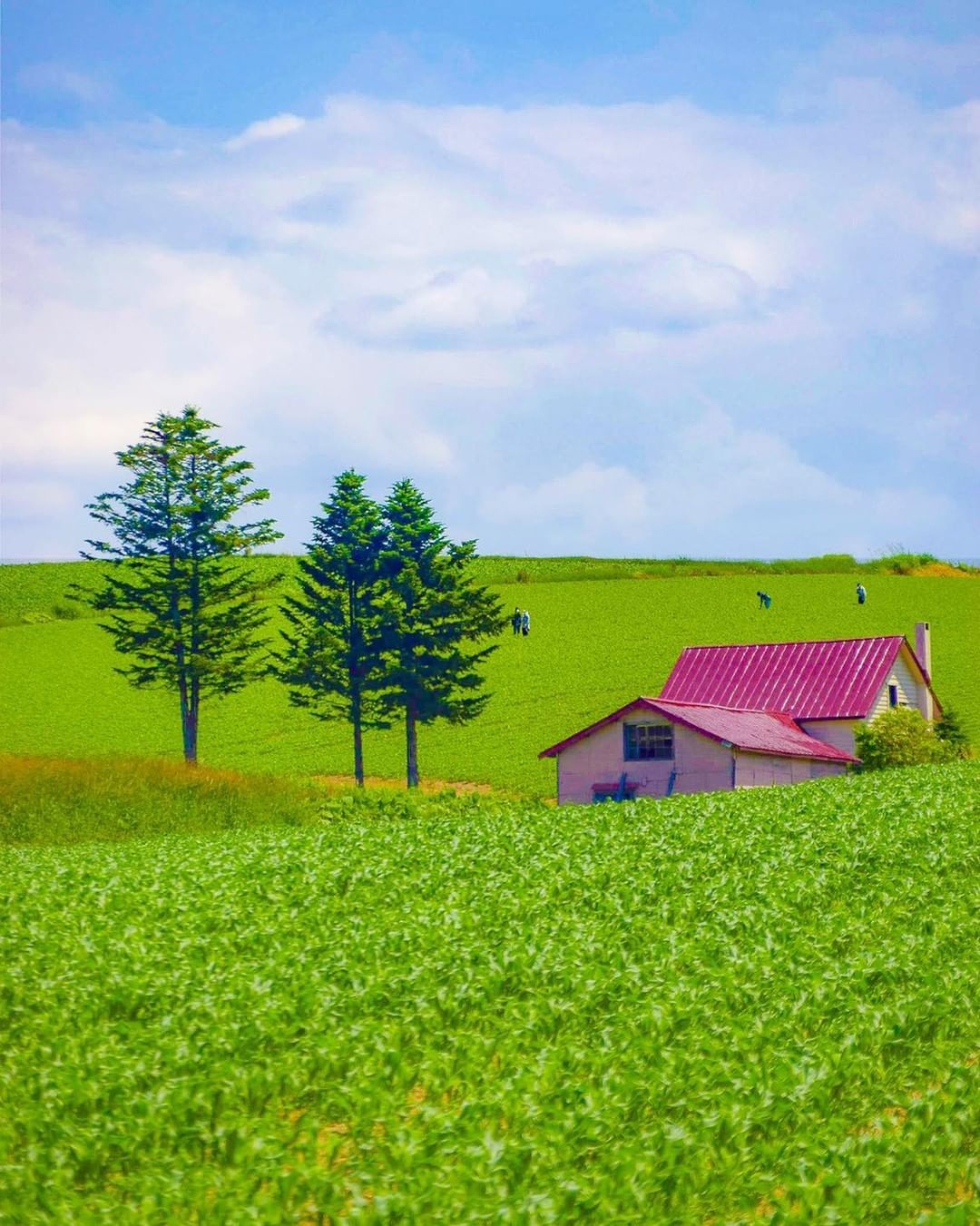 北海道美瑛红色小屋 财经头条