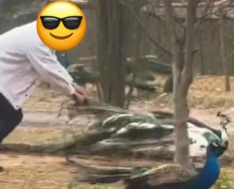 一动物园内孔雀遭游客拔毛，多次挣扎未逃脱，曾有孔雀被抱而吓死