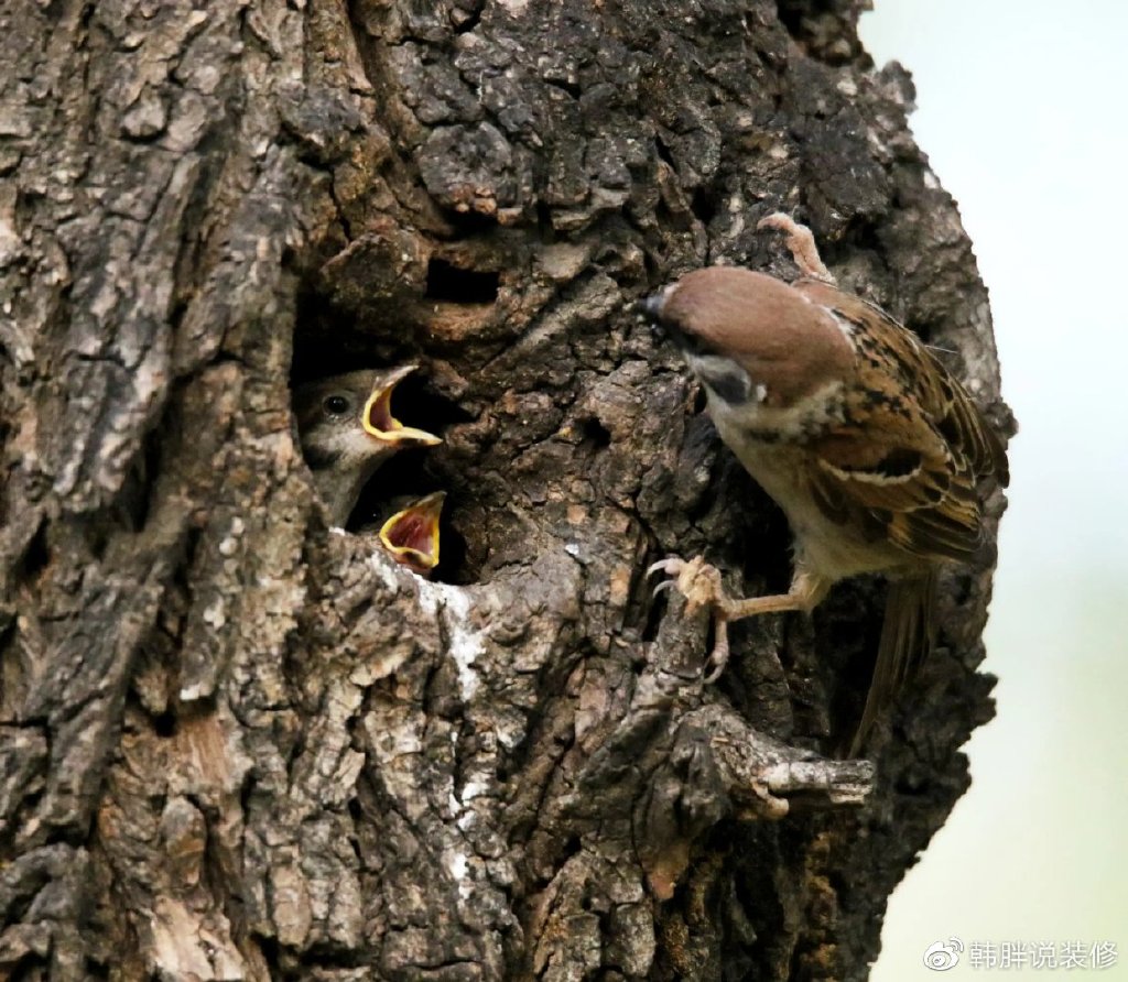 麻雀是所有鸟类当中,筑巢最随意的一种