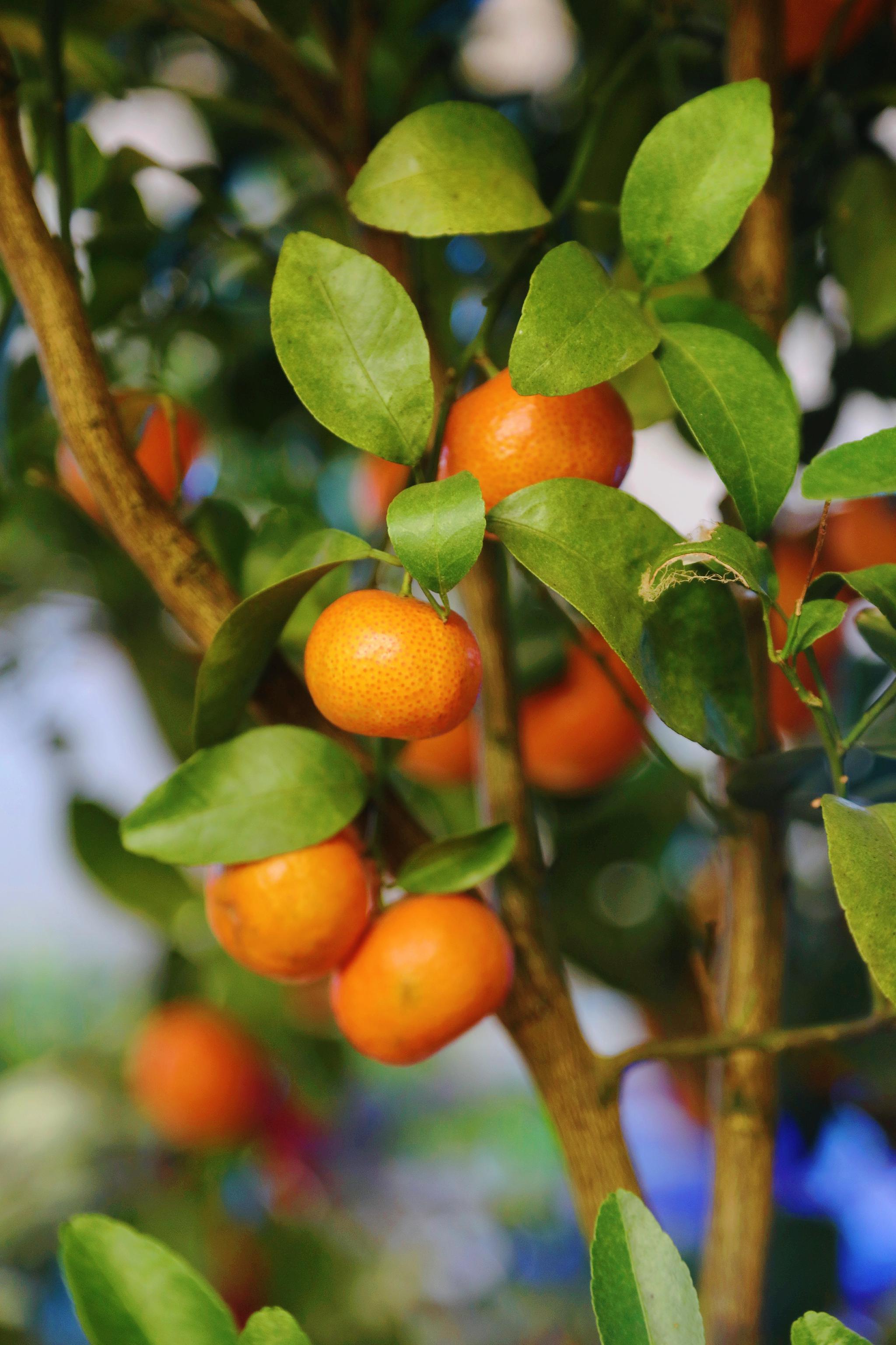 广东人最爱好意头,桔子就是我们必备的过年好物,大吉大利嘛!