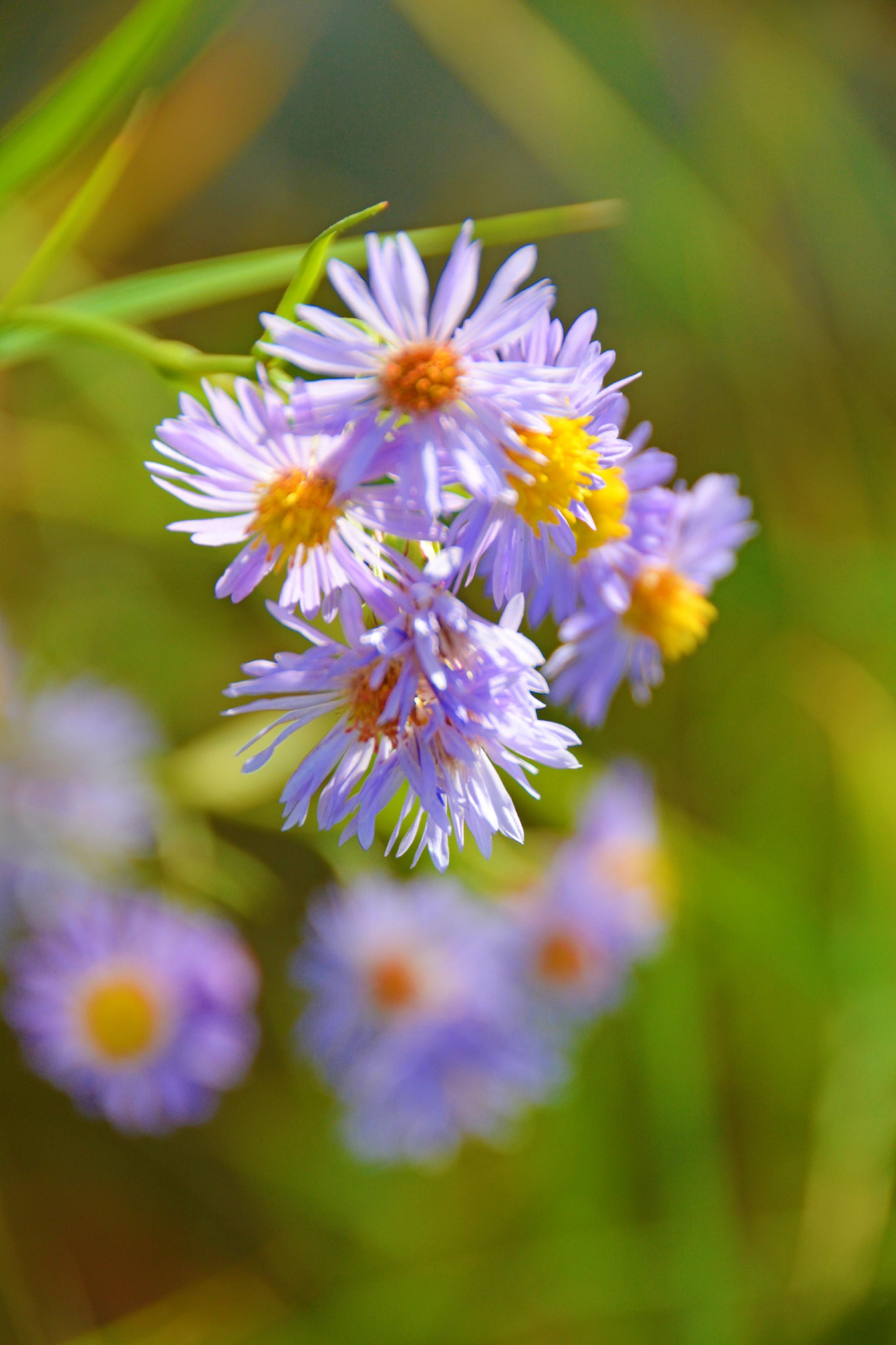 紫色小飞蓬草原创拍摄