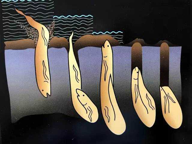 湖泊|鱼|鱼卵_新浪新闻