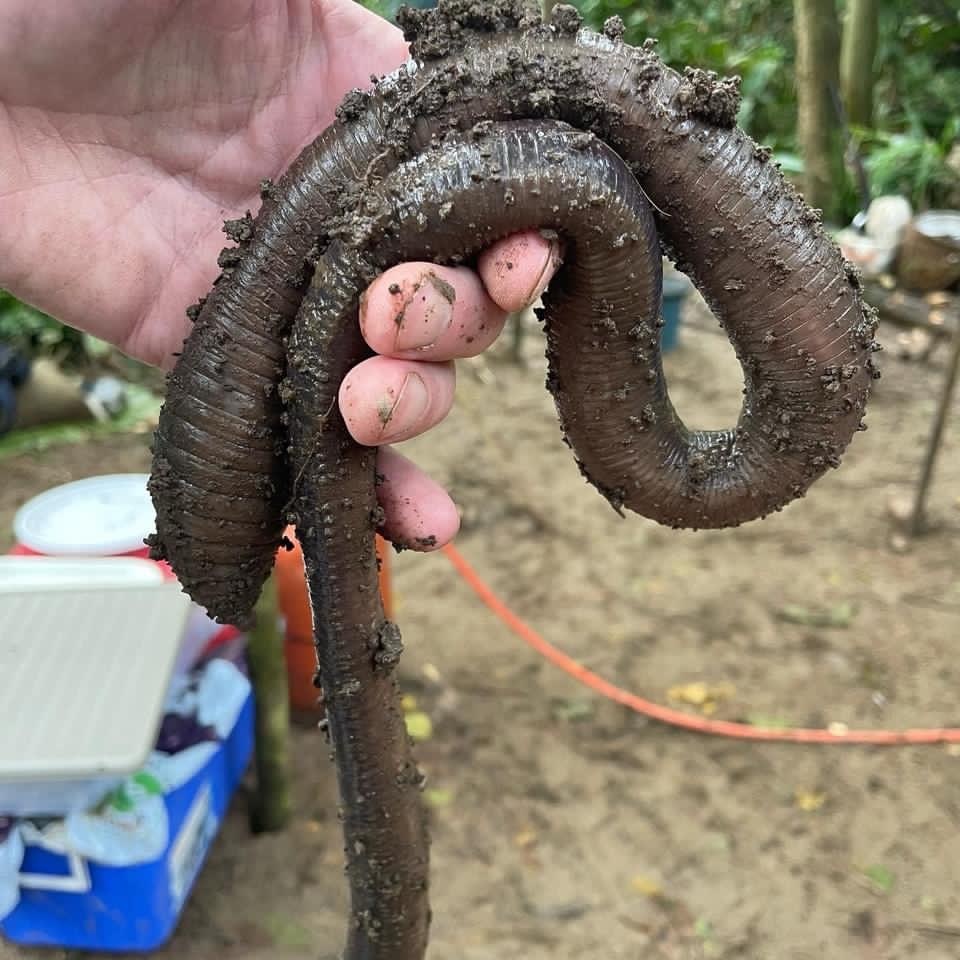 巨型亚马逊蚯蚓……_高清图集_新浪网