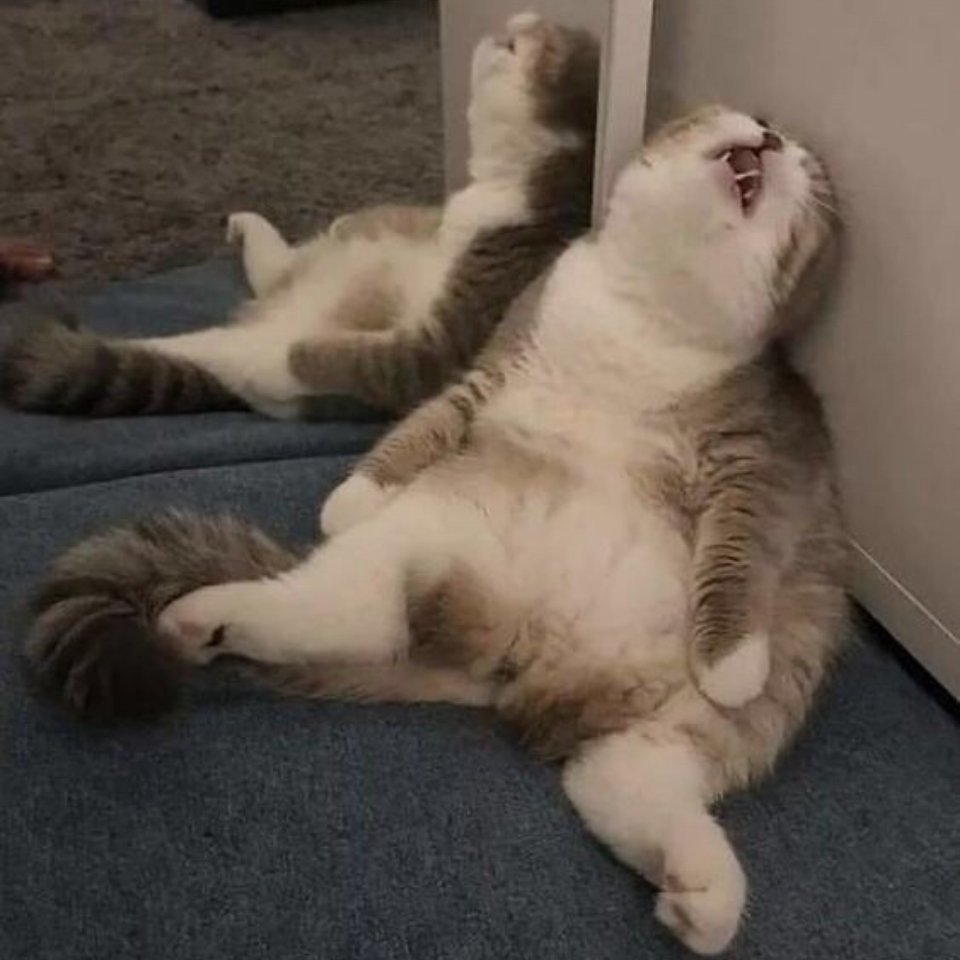 生活不易猫猫叹气