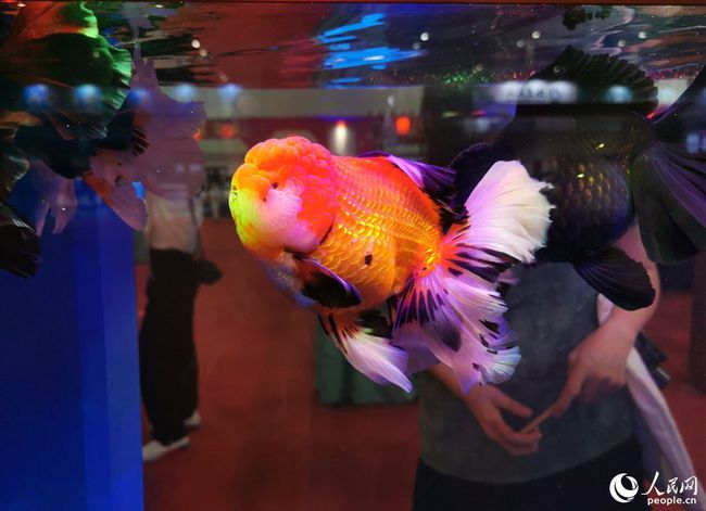 渔博会上看金鱼争先"比美"|金鱼|福州|渔业_新浪新闻