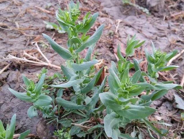 为青绿色,有些有点儿泛蓝色,外层多有浅浅的白粉末,这种植物叫麦蓝菜