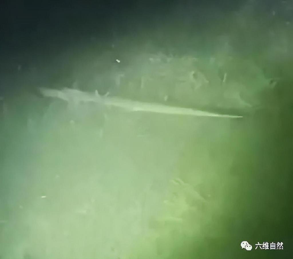 为捉一条外来怪鱼，汝州一公园排干湖水，因鳄雀鳝已吃掉大部分鱼休闲区蓝鸢梦想 - Www.slyday.coM