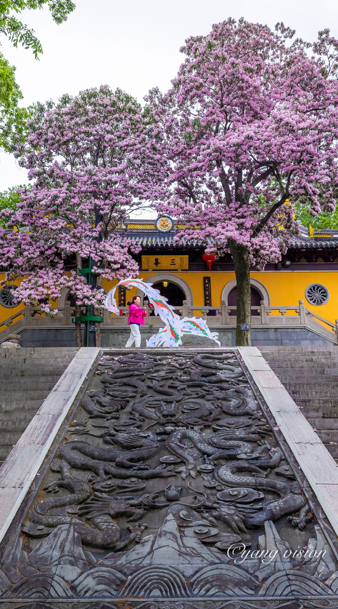 三峰清凉禅寺,古楸树花开