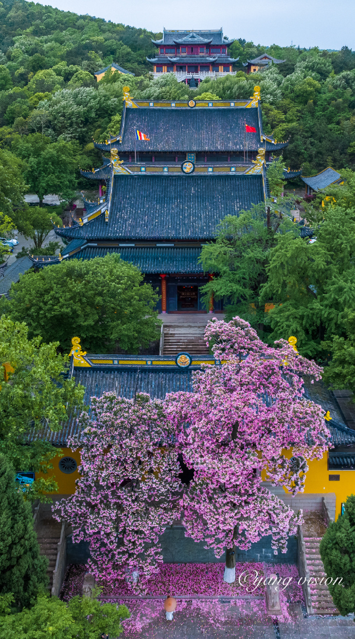 三峰清凉禅寺,古楸树花开