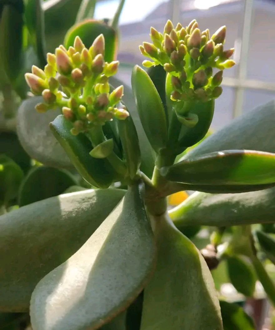 “玉树琼花”原来真的存在,快来看看我家开花的玉树,见者有福休闲区蓝鸢梦想 - Www.slyday.coM “玉树琼花”原来真的存在,快来看看我家开花的玉树,见者有福休闲区蓝鸢梦想 - Www.slyday.coM