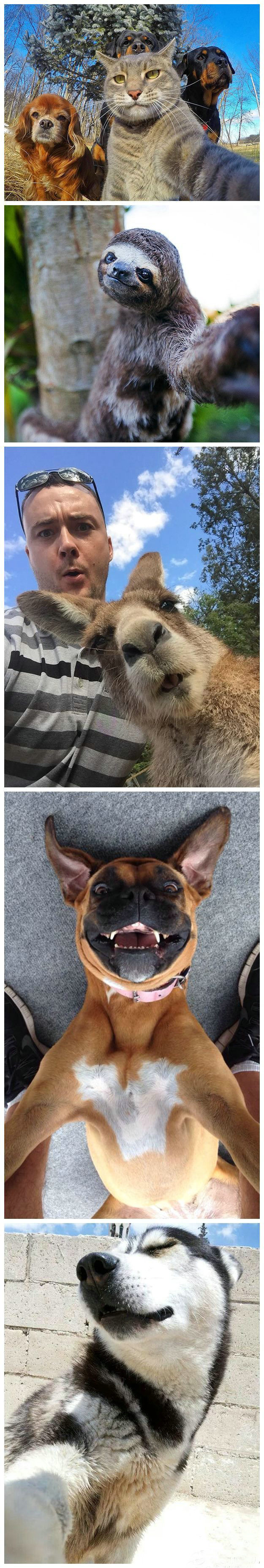 连小动物们都这么会自拍情何以堪