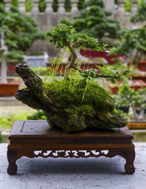 京山对节白蜡小微盆景入选荆门好礼