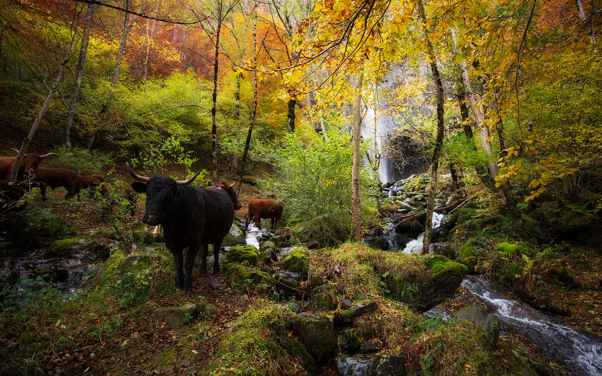 位于法国中南部的中央高原是欧洲最大的层状火山地块