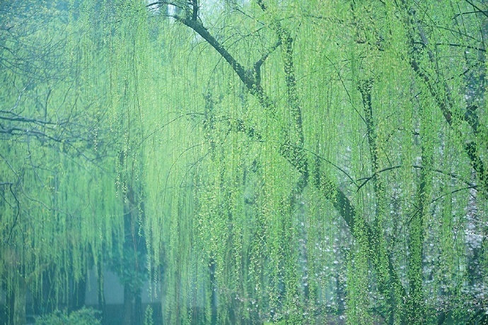 最是一年春好处绝胜烟柳满皇都