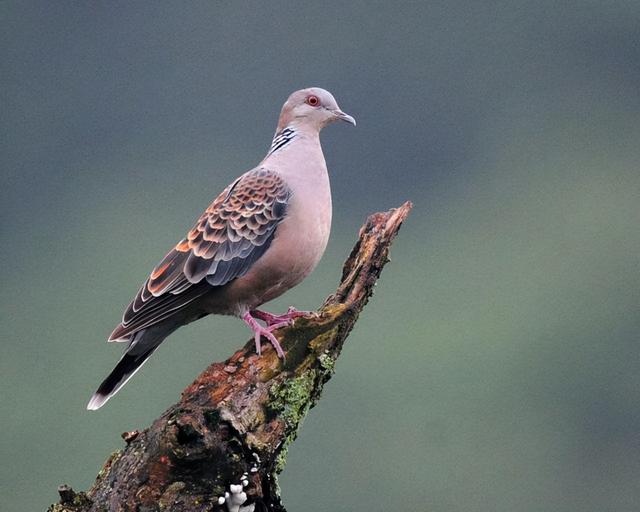 在其承包土地南侧的河沟内,用竹竿私自架设一面线网,猎捕到鸟类11只
