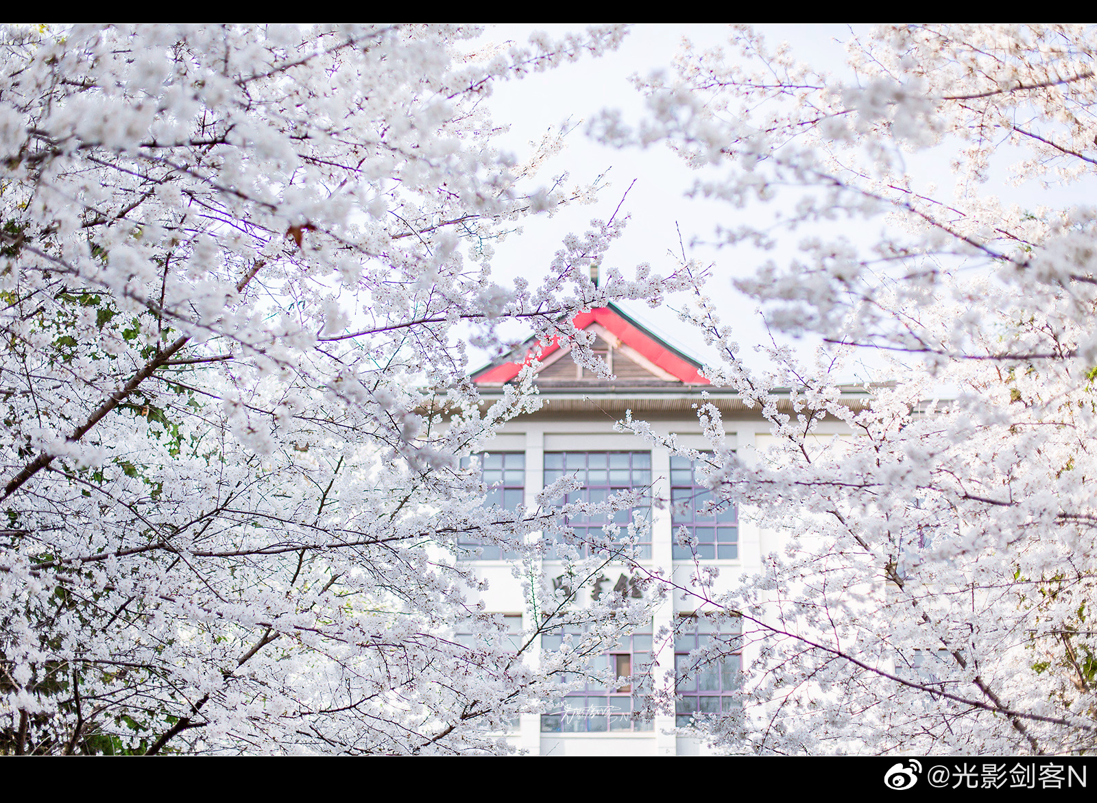 南京林业大学在樱花盛开期间对外开放了……__财经头条