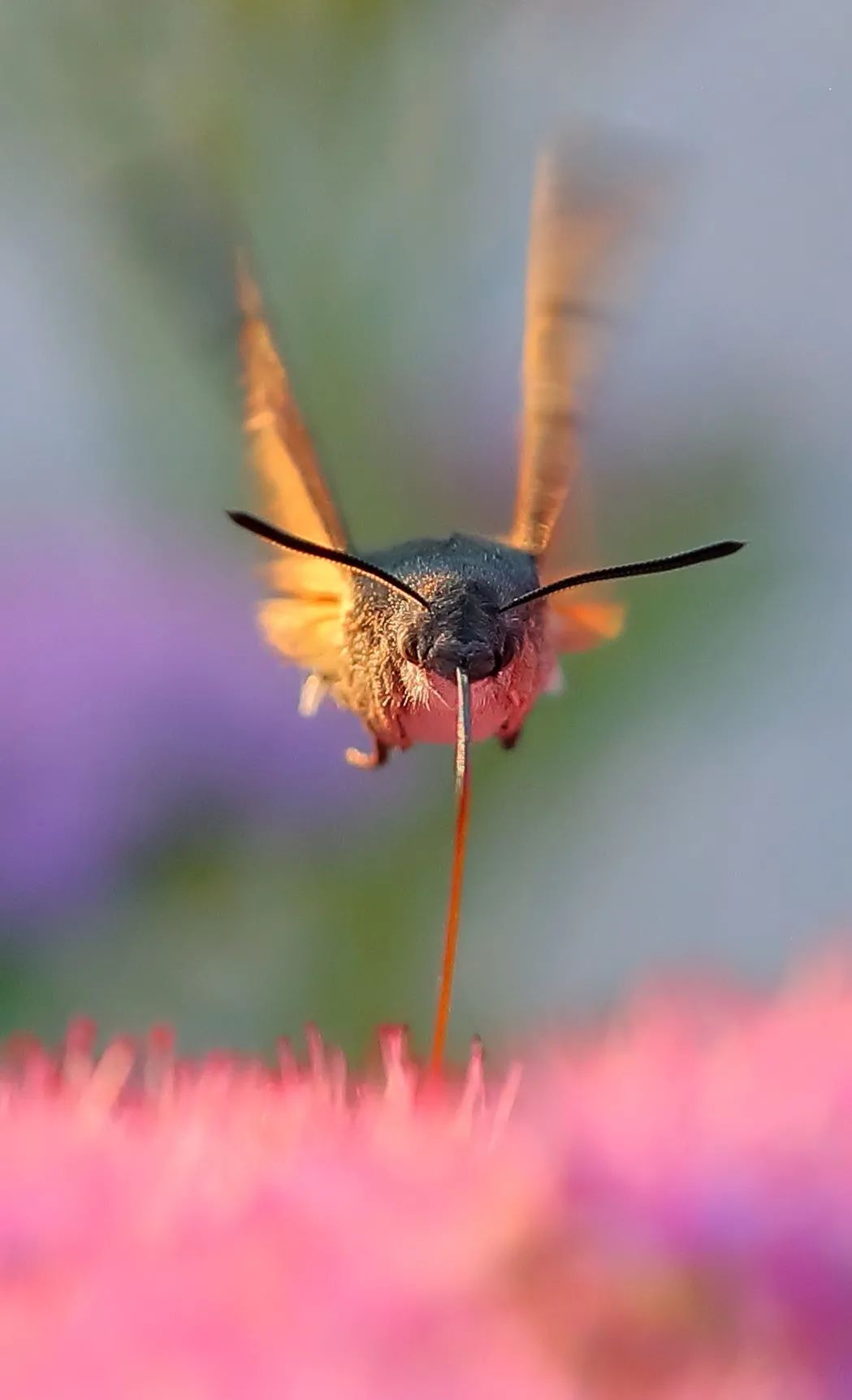 蜂鸟有哪些种类 如何通过SEO实现网站优化分类广告