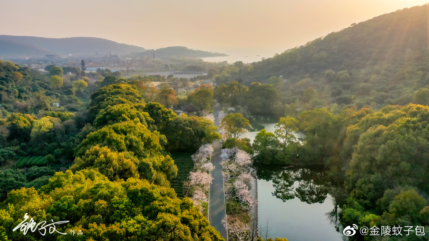 航拍视角下的,无锡拈花湾鹿鸣谷樱花园