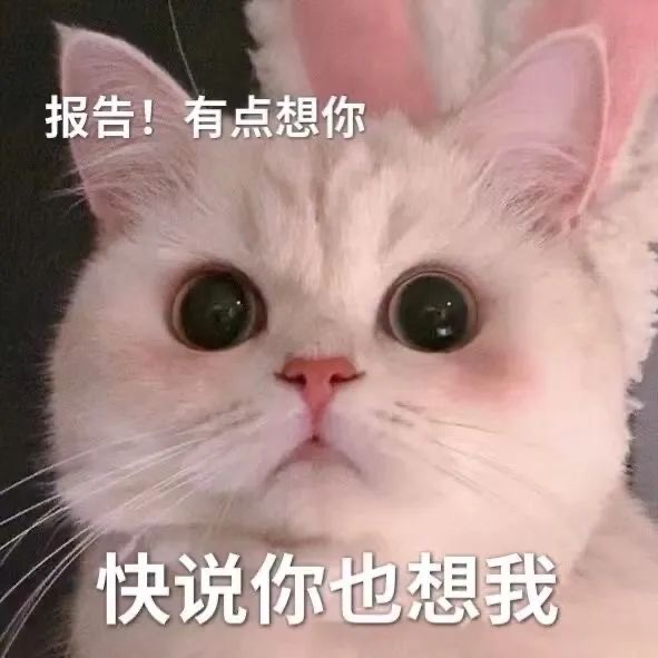 修猫咪表情包～～ 我错了!以后你改