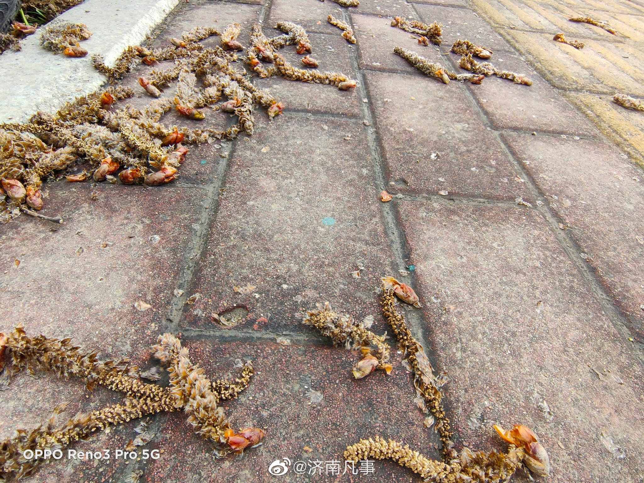 春暖花开了,杨树上的毛毛虫都长出来了 (oppo reno3 pro随拍)