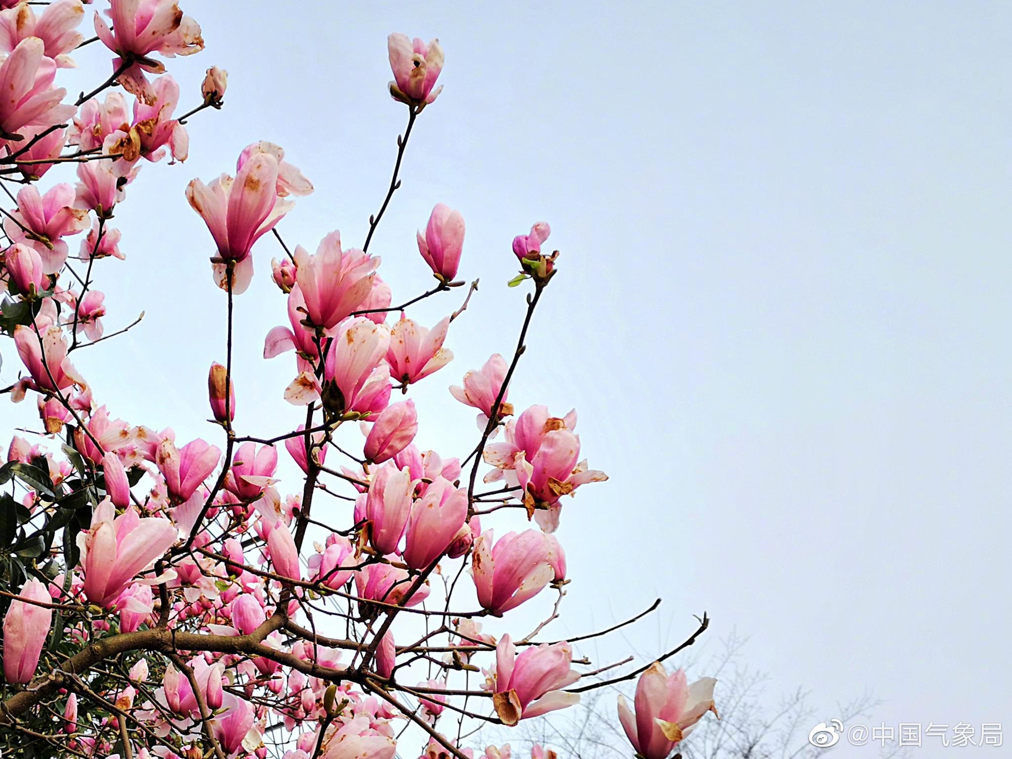 阳春时节,玉兰花竞相绽放,白色或粉红色的玉兰花开满枝头