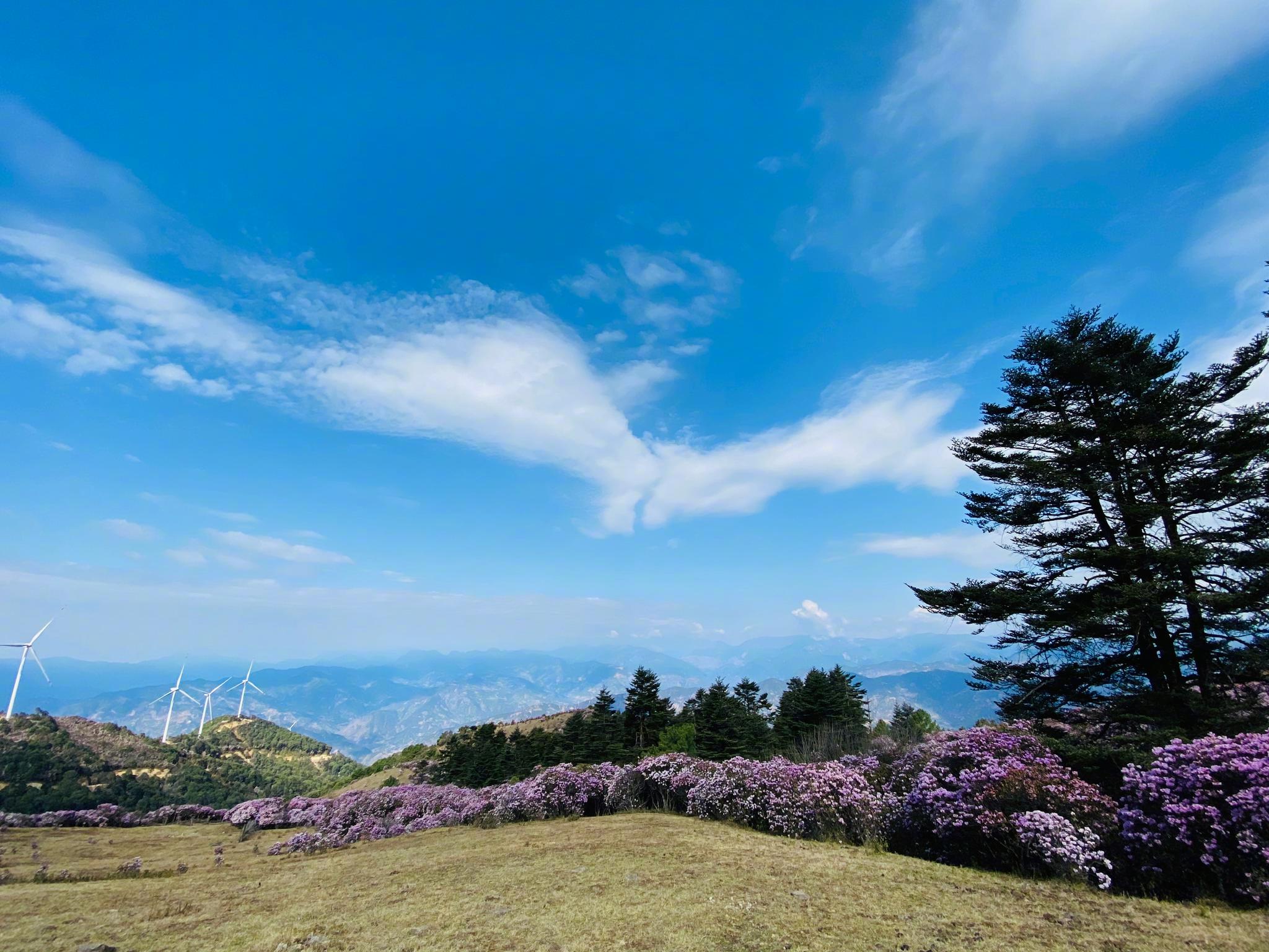 四川旅行[超话]##四季养生中国德昌##德昌桑per熟了# 打卡四川凉山州