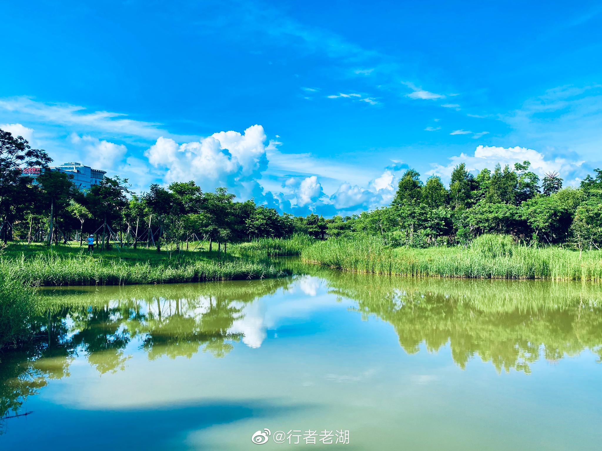 深圳红树林湿地公园图片