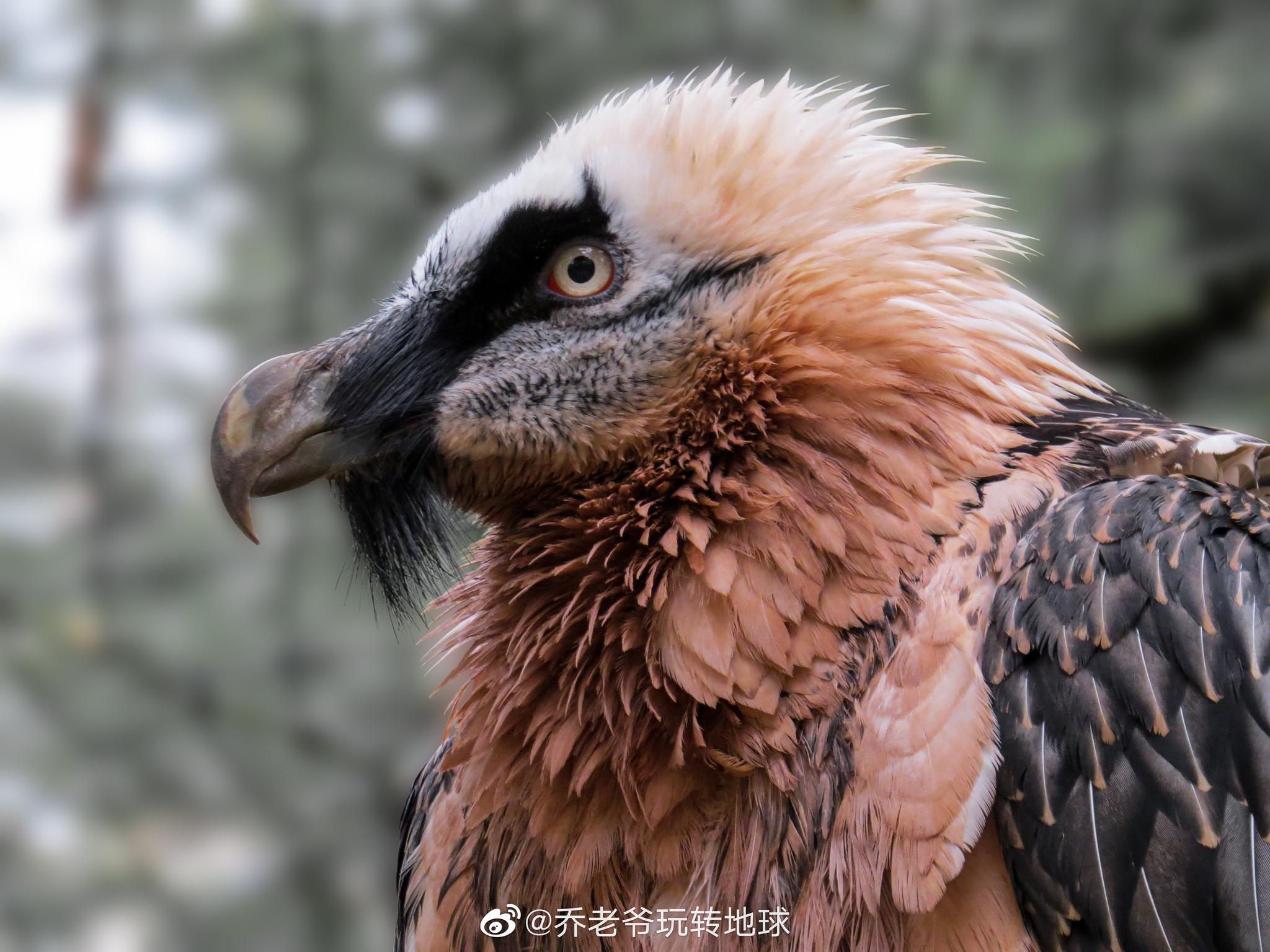 兀鹫 Gyps Fulvus 是隼形目鹰科兀鹫属的大型鹫类 兀鹫 Gyps Fulvus 是隼形目鹰科兀鹫属的大型鹫类
