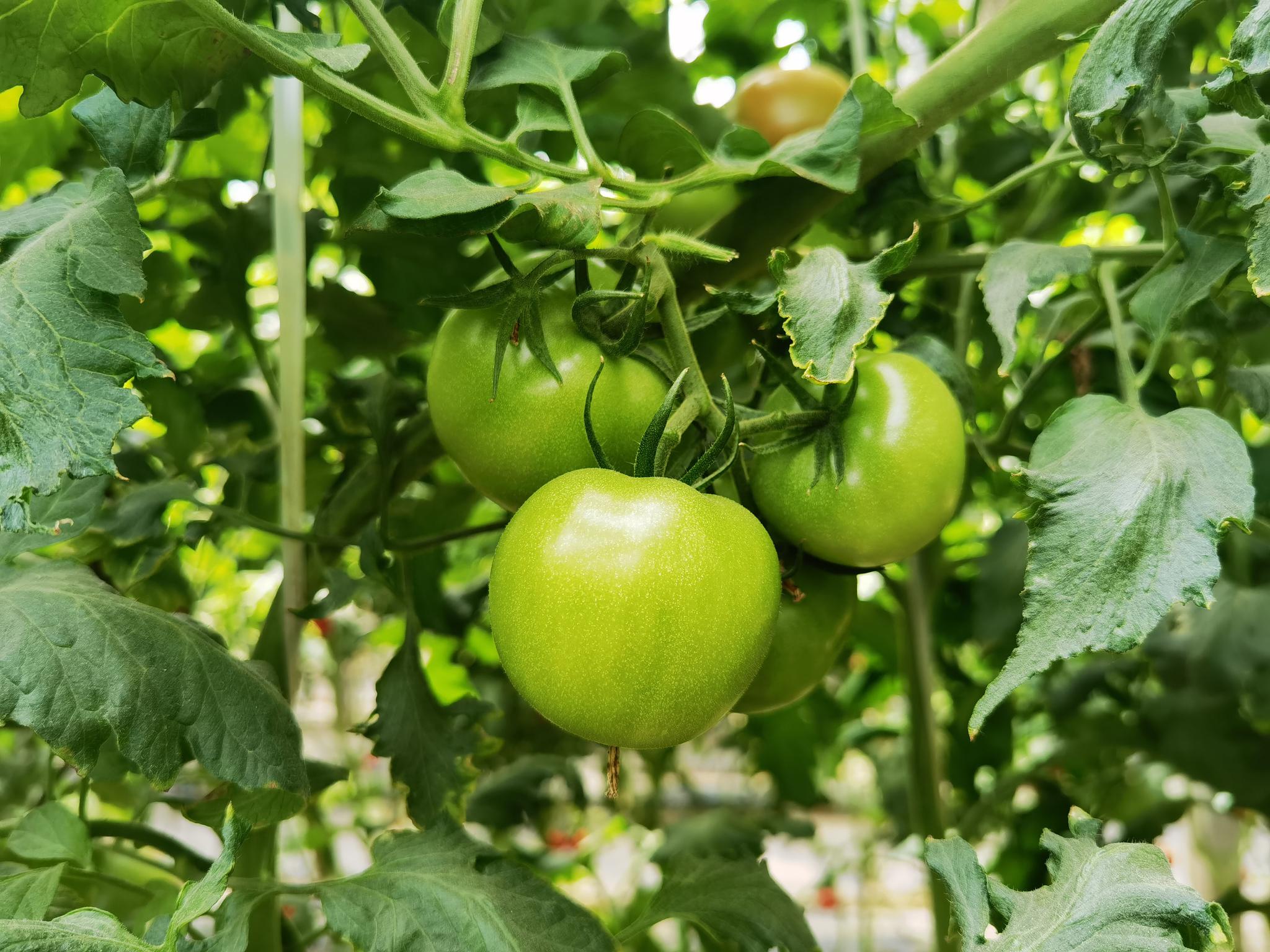今天从平谷来到大兴探访大兴菜篮子大兴庞各庄的蔬菜瓜果基地