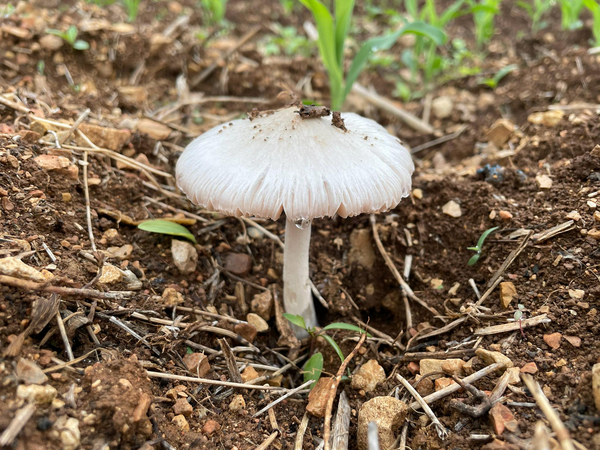 下了一夜的雨,牛屎菌疯狂的生长