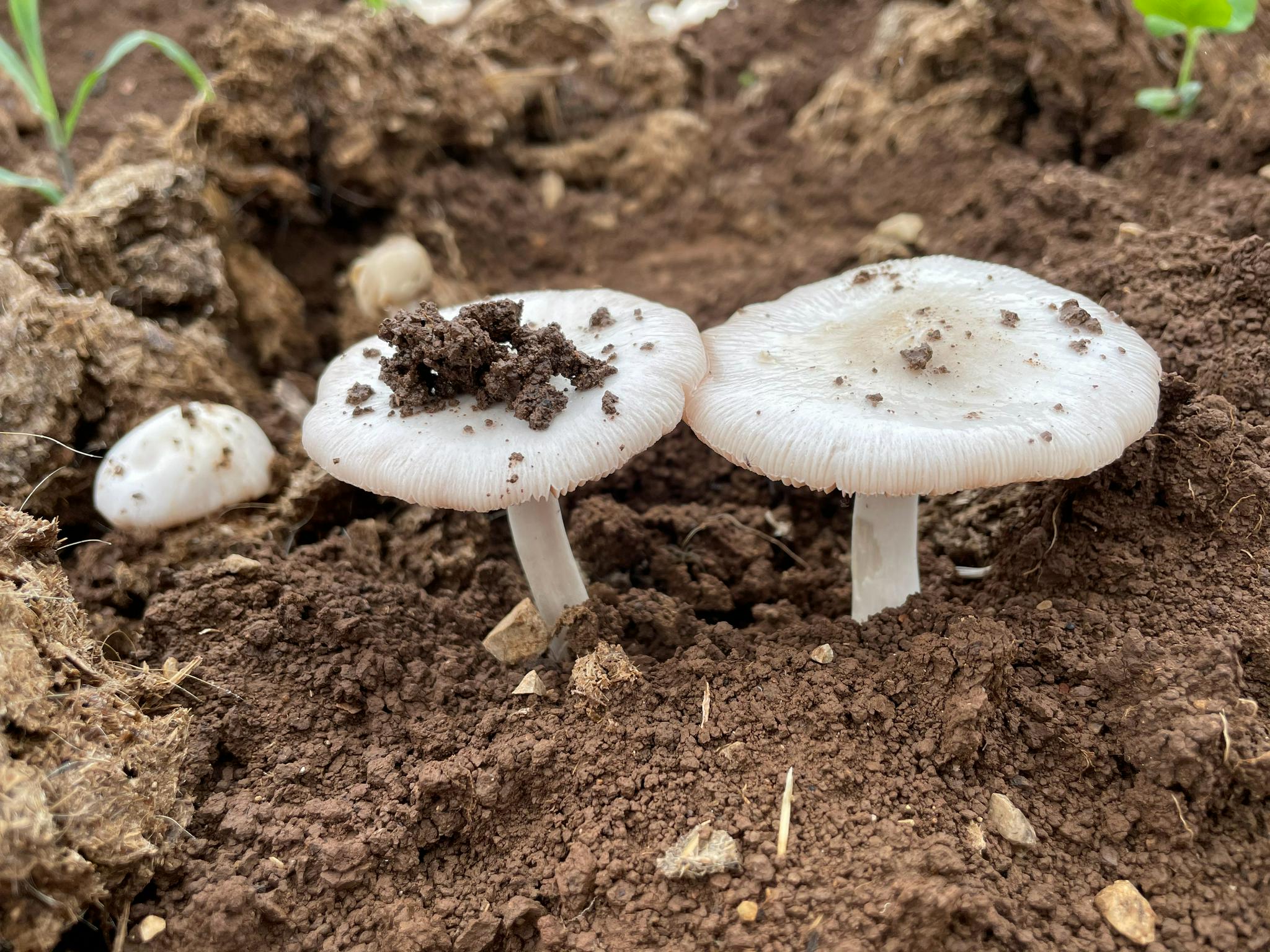下了一夜的雨,牛屎菌疯狂的生长