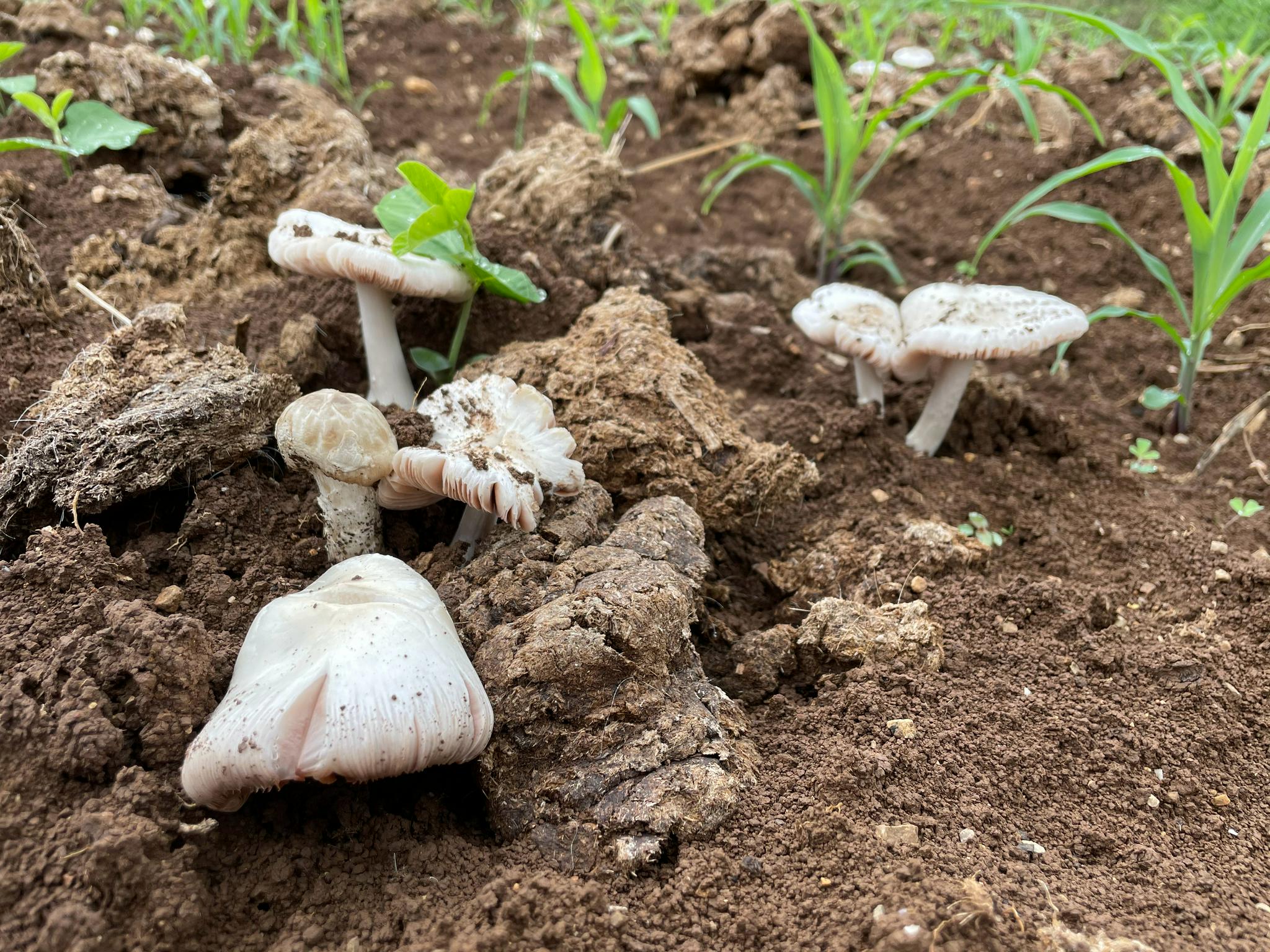 下了一夜的雨,牛屎菌疯狂的生长