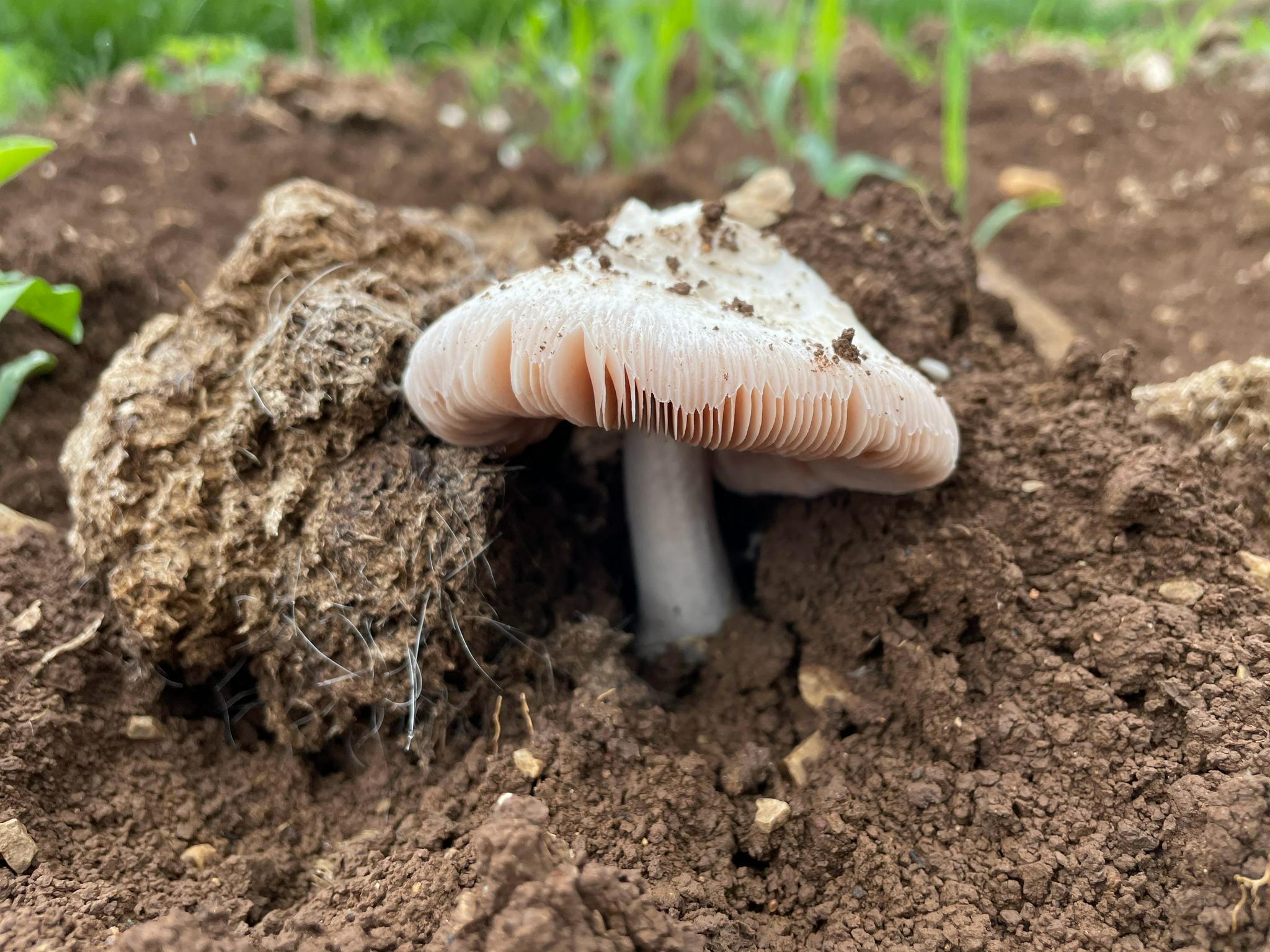 下了一夜的雨,牛屎菌疯狂的生长