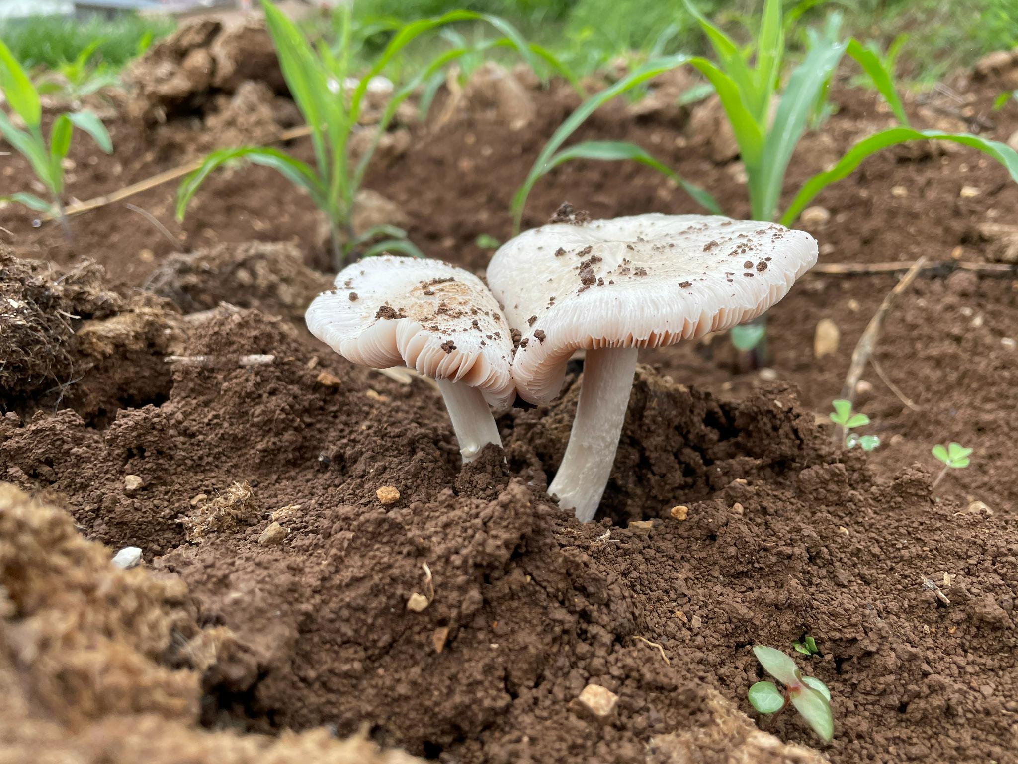 下了一夜的雨,牛屎菌疯狂的生长
