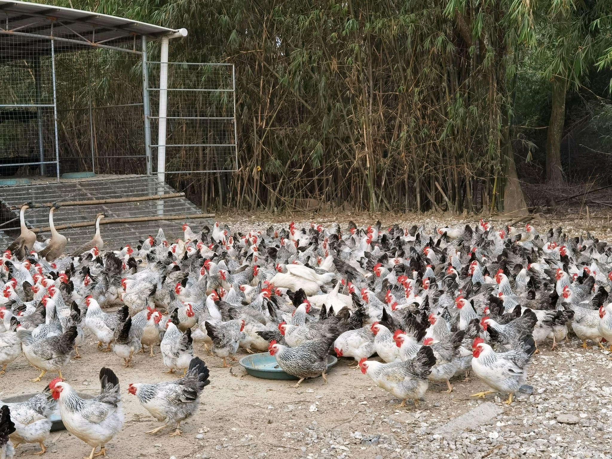 架炮村飞天稻花鸡养殖基地.