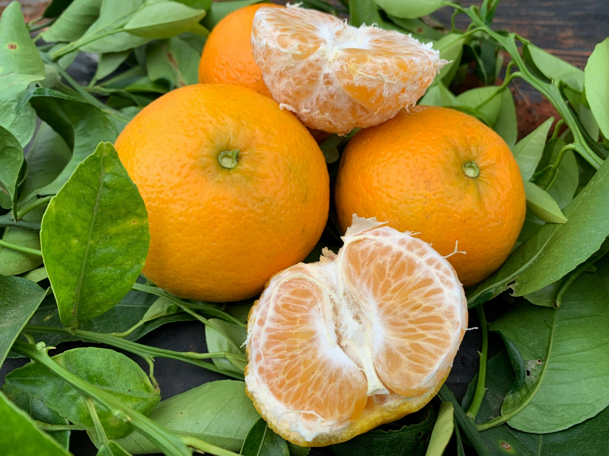 砚山县橘子喜获丰收