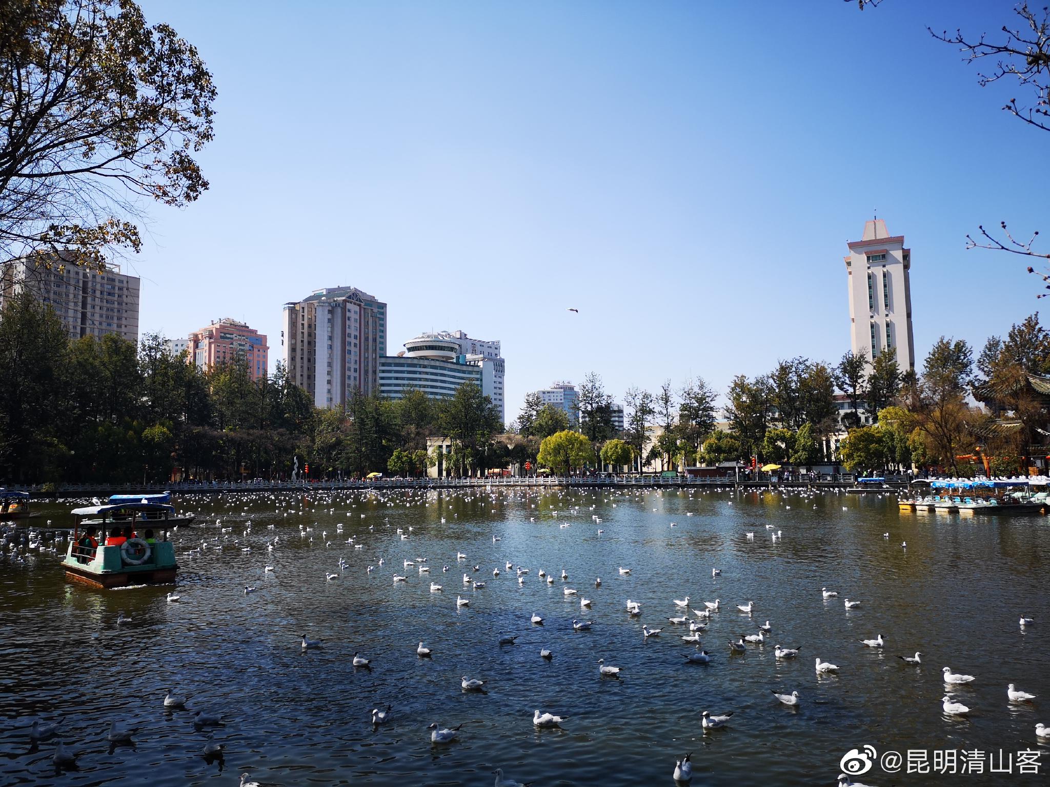 昆明翠湖公園滿湖的海鷗自由自在