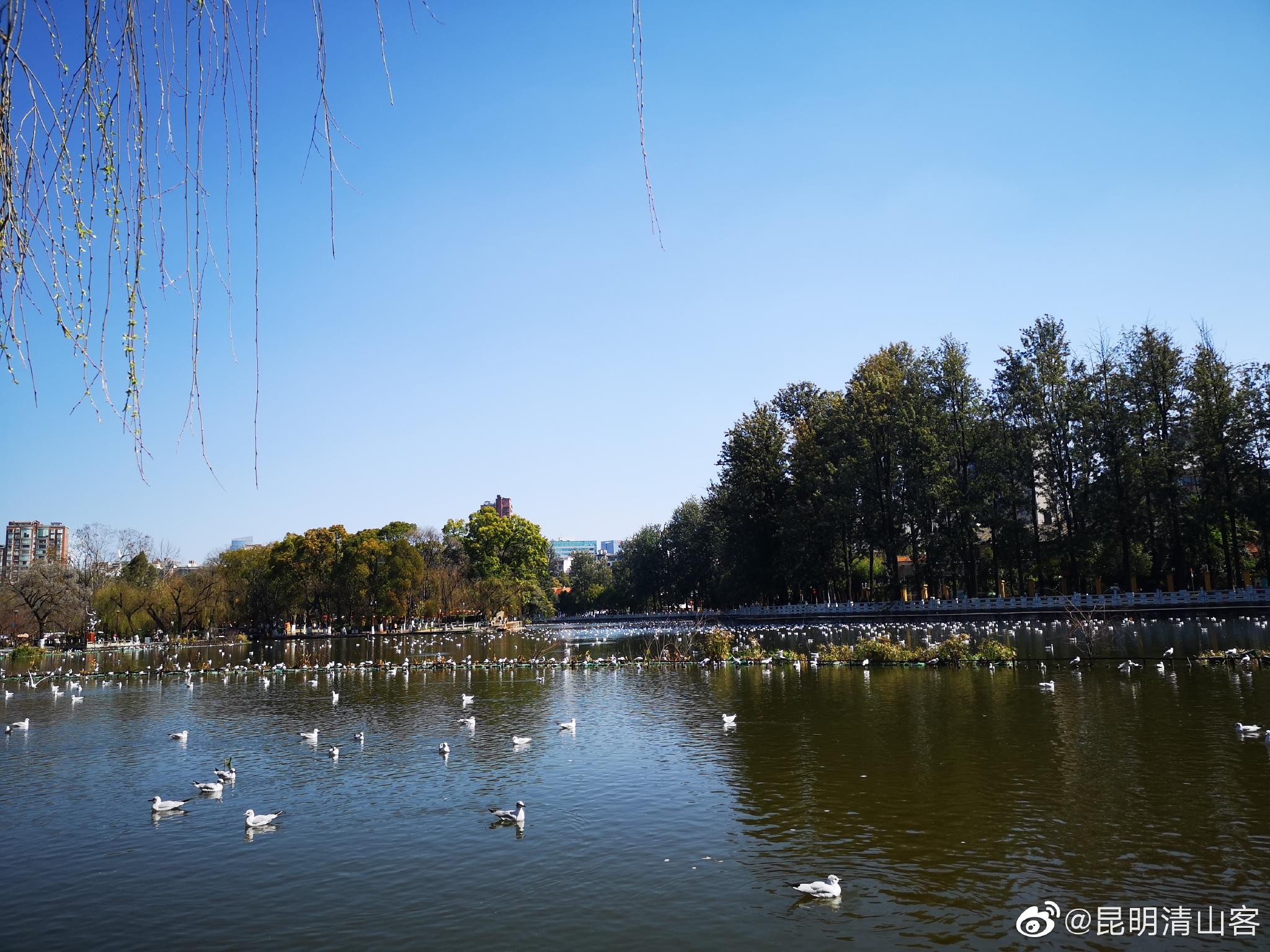 昆明翠湖公园满湖的海鸥自由自在